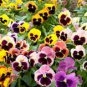 50 Pcs Mix Giant Pansy Seeds VIOLA WITTROCKIANA Long Blooming Flowers