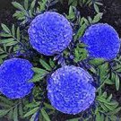 100 Pcs Purplish Blue Marigold Perennial Flower Seeds