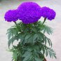 100 Pcs Purplish Blue Marigold Perennial Flower Seeds