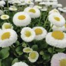 50 Pcs White Bellis Perennis Daisy Flower Seeds