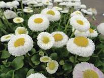 50 Pcs White Bellis Perennis Daisy Flower Seeds