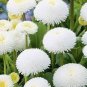 50 Pcs White Bellis Perennis Daisy Flower Seeds