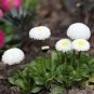 50 Pcs White Bellis Perennis Daisy Flower Seeds
