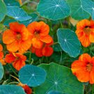 6 Pcs Red Garden Nasturtium Shamrock Plant Tropaeolum Majus