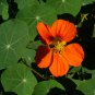6 Pcs Red Garden Nasturtium Shamrock Plant Tropaeolum Majus