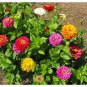 50 Pcs Mixed Colorful Zinna Elegans California Giant Flowers