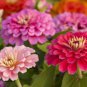 50 Pcs Mixed Colorful Zinna Elegans California Giant Flowers