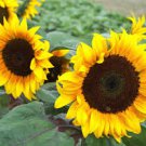 20 Pcs Golden Yellow Sunflowers Brushy Muiti-headed Annual Flower Seeds