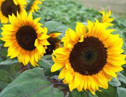 20 Pcs Golden Yellow Sunflowers Brushy Muiti-headed Annual Flower Seeds