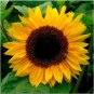 20 Pcs Golden Yellow Sunflowers Brushy Muiti-headed Annual Flower Seeds