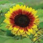 20 Pcs Golden Yellow Sunflowers Brushy Muiti-headed Annual Flower Seeds
