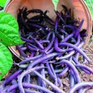 15 Pcs Heirloom Dark Bush Bean 'Royal Burgundy' Phaseolus vulgaris 15 Pcs Heirloom Dark Bush Bean 'Royal Burgundy' Phaseolus vulgaris