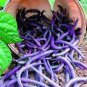 15 Pcs Heirloom Dark Bush Bean 'Royal Burgundy' Phaseolus vulgaris