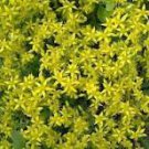 50 Pcs Rare Aizoon Stonecrop Sedum Seeds