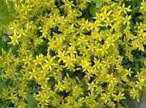 50 Pcs Rare Aizoon Stonecrop Sedum Seeds