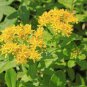 50 Pcs Rare Aizoon Stonecrop Sedum Seeds