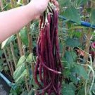 15 Pcs Heirloom Red Long Cowpea Vegetable Hybrid Seeds 15 Pcs Heirloom Red Long Cowpea Vegetable Hybrid Seeds