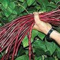 15 Pcs Heirloom Red Long Cowpea Vegetable Hybrid Seeds