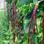 15 Pcs Heirloom Red Long Cowpea Vegetable Hybrid Seeds