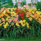 20 Pcs Day Lily Flower Vegetables Seeds
