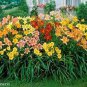 20 Pcs Day Lily Flower Vegetables Seeds