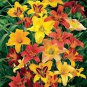 20 Pcs Day Lily Flower Vegetables Seeds