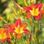 20 Pcs Day Lily Flower Vegetables Seeds