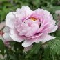 5 Pcs Heirloom Light Pink Rose Red Tree Peony 'Qiu Ball' Flower Seeds