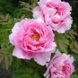 5 Pcs Heirloom Light Pink Rose Red Tree Peony 'Qiu Ball' Flower Seeds