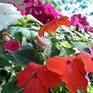 20 Pcs Impatiens Walleriana Tempo Wedgewood Mix Seeds Garden Seeds