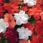 20 Pcs Impatiens Walleriana Tempo Wedgewood Mix Seeds Garden Seeds