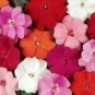 20 Pcs Impatiens Walleriana Tempo Wedgewood Mix Seeds Garden Seeds