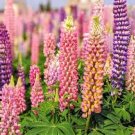 10 Pcs MIXED RUSSELL LUPINE Lupinus Polyphyllus Flower Seeds, Heirloom Dull Ice Flower 10 Pcs MIXED RUSSELL LUPINE Lupinus Polyphyllus Flower Seeds, Heirloom Dull Ice Flower