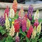 10 Pcs MIXED RUSSELL LUPINE Lupinus Polyphyllus Flower Seeds, Heirloom Dull Ice Flower