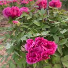 5 Pcs Heirloom 'Hong Qi Man Juan' Dark Red Three-headed Peony Flower Seeds 5 Pcs Heirloom 'Hong Qi Man Juan' Dark Red Three-headed Peony Flower Seeds