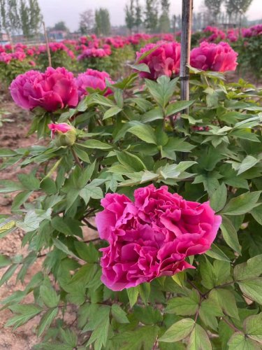 5 Pcs Heirloom 'Hong Qi Man Juan' Dark Red Three-headed Peony Flower Seeds
