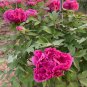 5 Pcs Heirloom 'Hong Qi Man Juan' Dark Red Three-headed Peony Flower Seeds