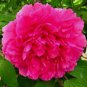 5 Pcs Heirloom 'Hong Qi Man Juan' Dark Red Three-headed Peony Flower Seeds