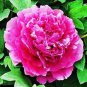 5 Pcs Heirloom 'Hong Qi Man Juan' Dark Red Three-headed Peony Flower Seeds