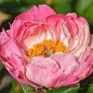 5 Pcs The Rarest Multi-colored Delightfully Ruffled Twisted Japanese Peony Tree Seeds