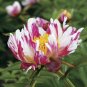 5 Pcs The Rarest Multi-colored Delightfully Ruffled Twisted Japanese Peony Tree Seeds