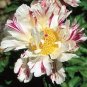 5 Pcs The Rarest Multi-colored Delightfully Ruffled Twisted Japanese Peony Tree Seeds