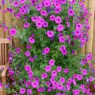 12 Pcs Rare Red Pink White Climbing Petunia Flower Seeds 12 Pcs Rare Red Pink White Climbing Petunia Flower Seeds