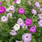12 Pcs Rare Red Pink White Climbing Petunia Flower Seeds