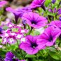 12 Pcs Rare Red Pink White Climbing Petunia Flower Seeds