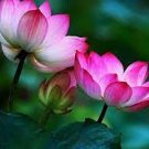 5 Pcs Pink Wild Lotus Big Blooms Seeds