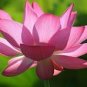 5 Pcs Pink Wild Lotus Big Blooms Seeds