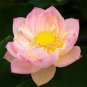 5 Pcs Pink Wild Lotus Big Blooms Seeds
