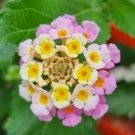 10 Pcs Lantana Camara Perennial Big Wild Sage Flower Seeds