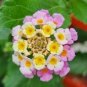 10 Pcs Lantana Camara Perennial Big Wild Sage Flower Seeds